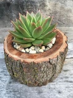 jardinera-natural-para-cactus-y-suculentas