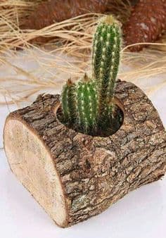 maceta-de-madera-para-cactus-natural
