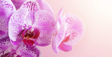 macetas de madera para orquídeas