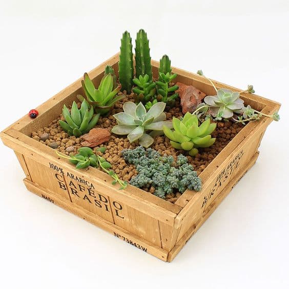 macetero-de-madera-para-cactus-escritorio