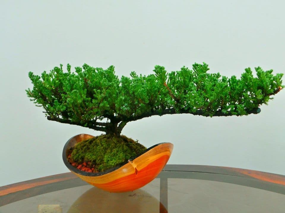 maceta de madera para bonsai