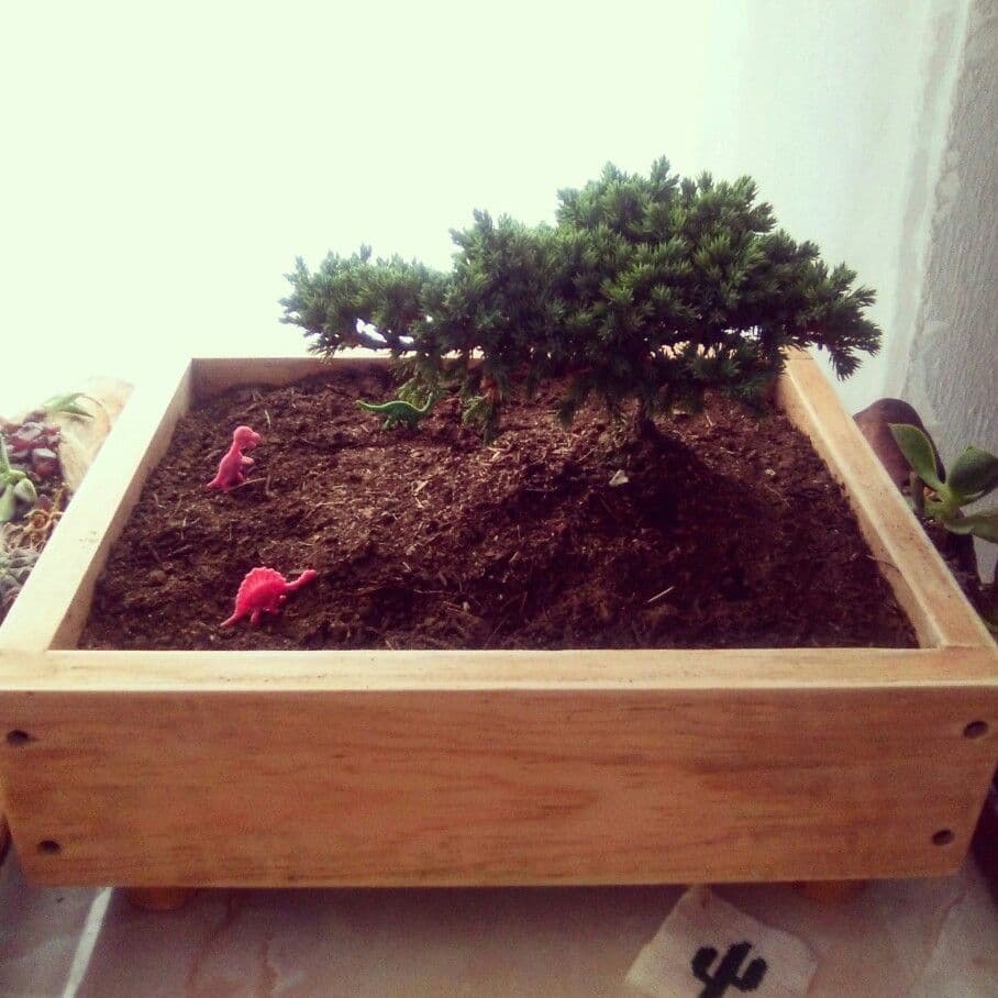 macetero-de-madera-para-bonsai
